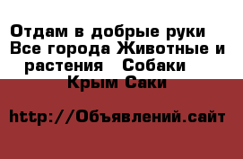 Отдам в добрые руки  - Все города Животные и растения » Собаки   . Крым,Саки